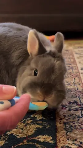 Did you know?  #bunny #bunniesoftiktok #rabbit #rabbitsoftiktok #CapCut 