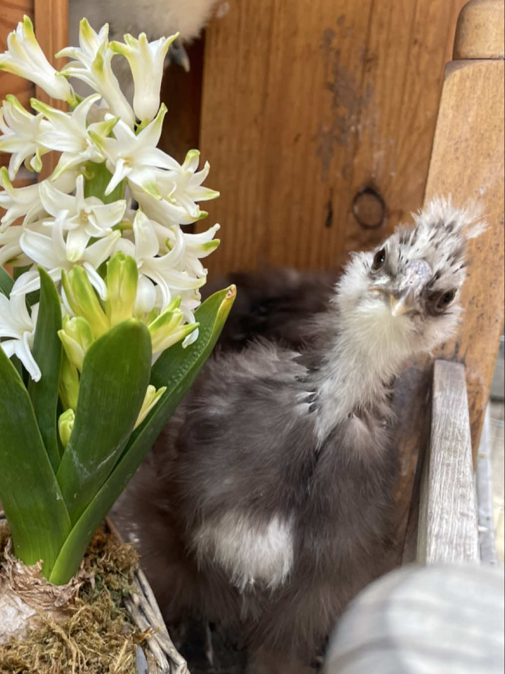 Silkowe przedszkole 🐣🍫 Tak szybko rosną 🫶🏼 #silkiechicken #silkies #chicken #spring #garden #paint #paint #white #bird #silkiesoftiktok #chocolate #usa #americansilkie #usasilkies #fpy #flowers 