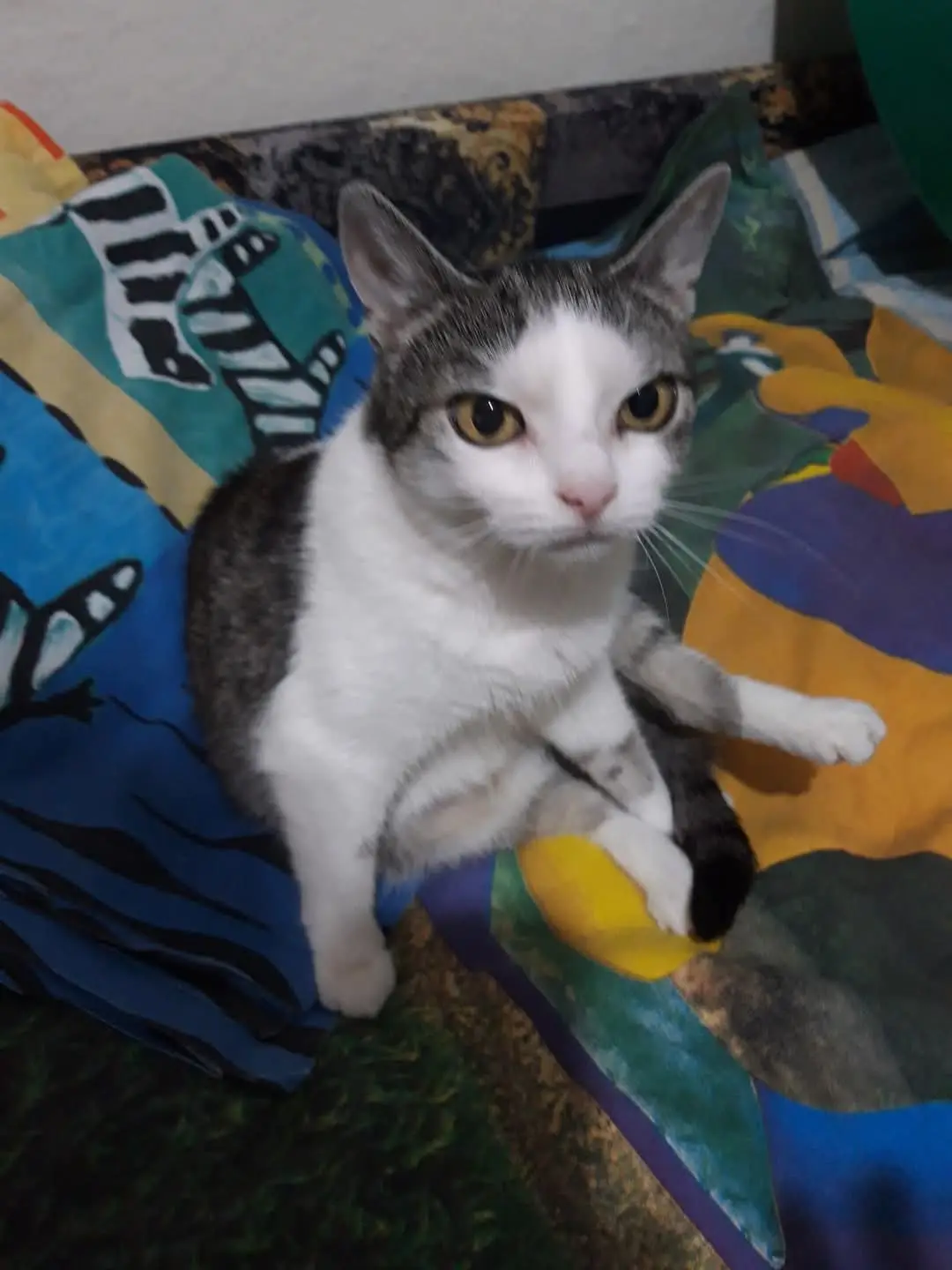#car #fypp #catoftiktok #shayla #cute #cats