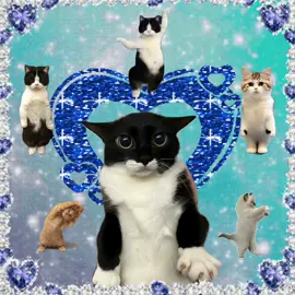 tintintintantantintin cat #catsoftiktok #brainrot #sillycat #cattok #catmeme #mecore #sillycats #cat 