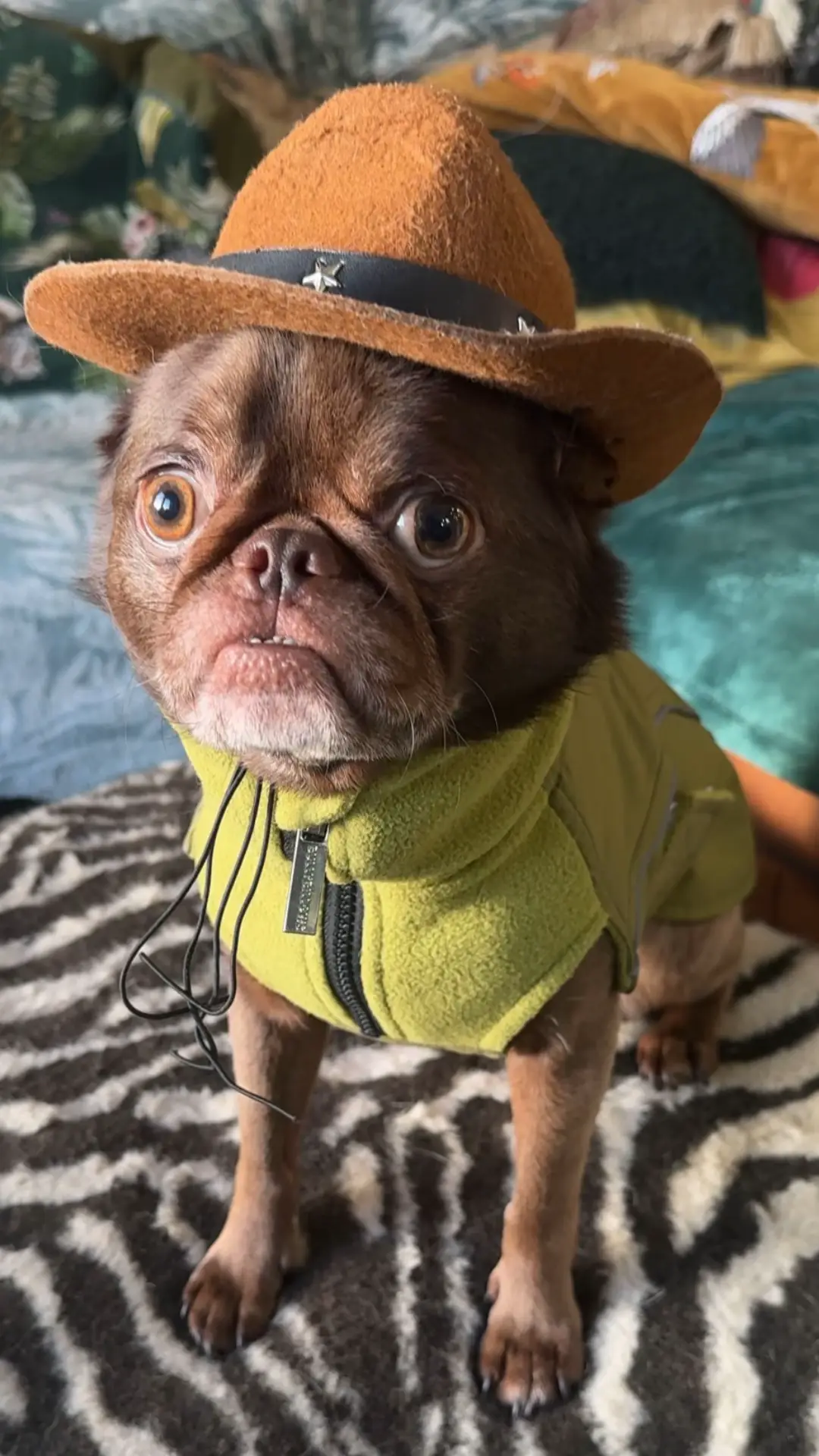 He seen stuff hasn’t he? #dogsoftiktok #chatgptdog 