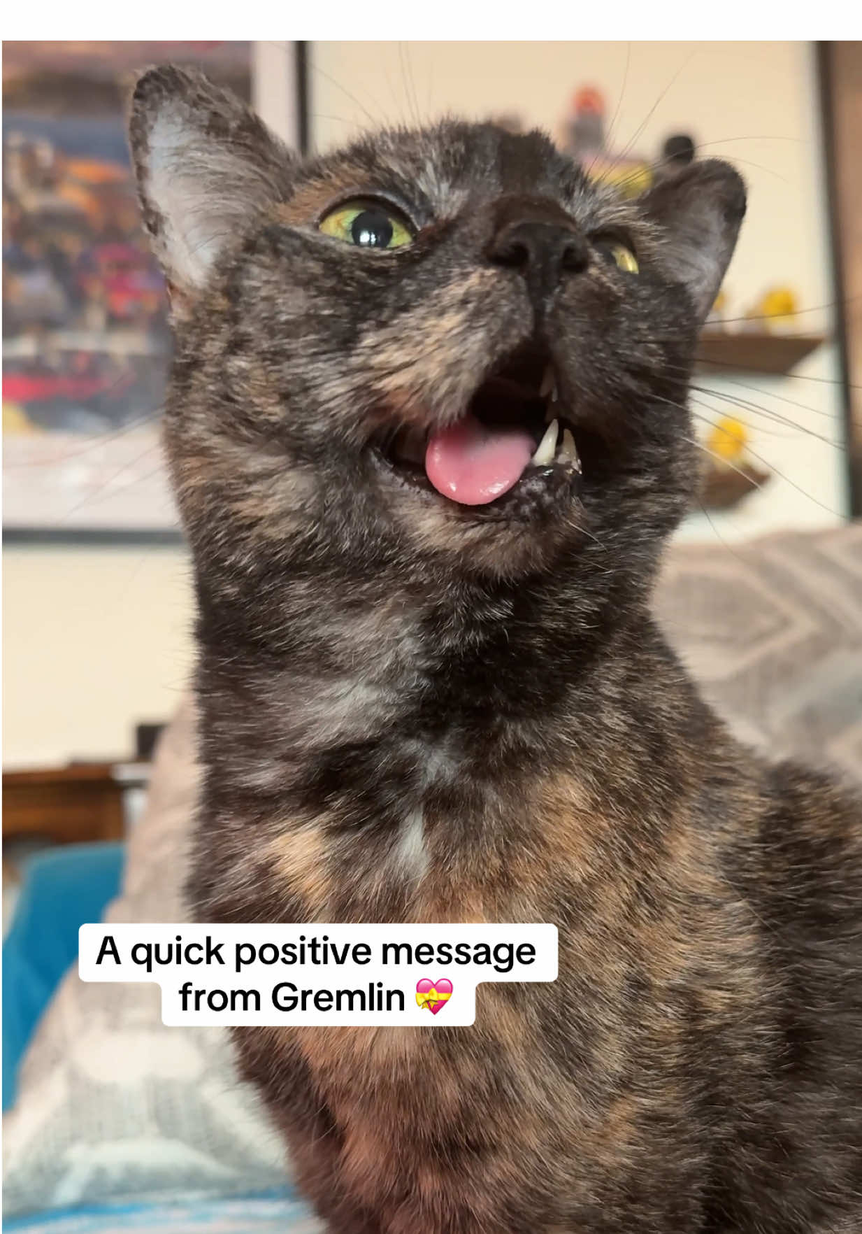 Come for the Gremlin meows, stay for the eye squints 🥰 ​ ​#catladytails #catsoftiktok #tortiecatsoftiktok #catswiththeirtonguesout 