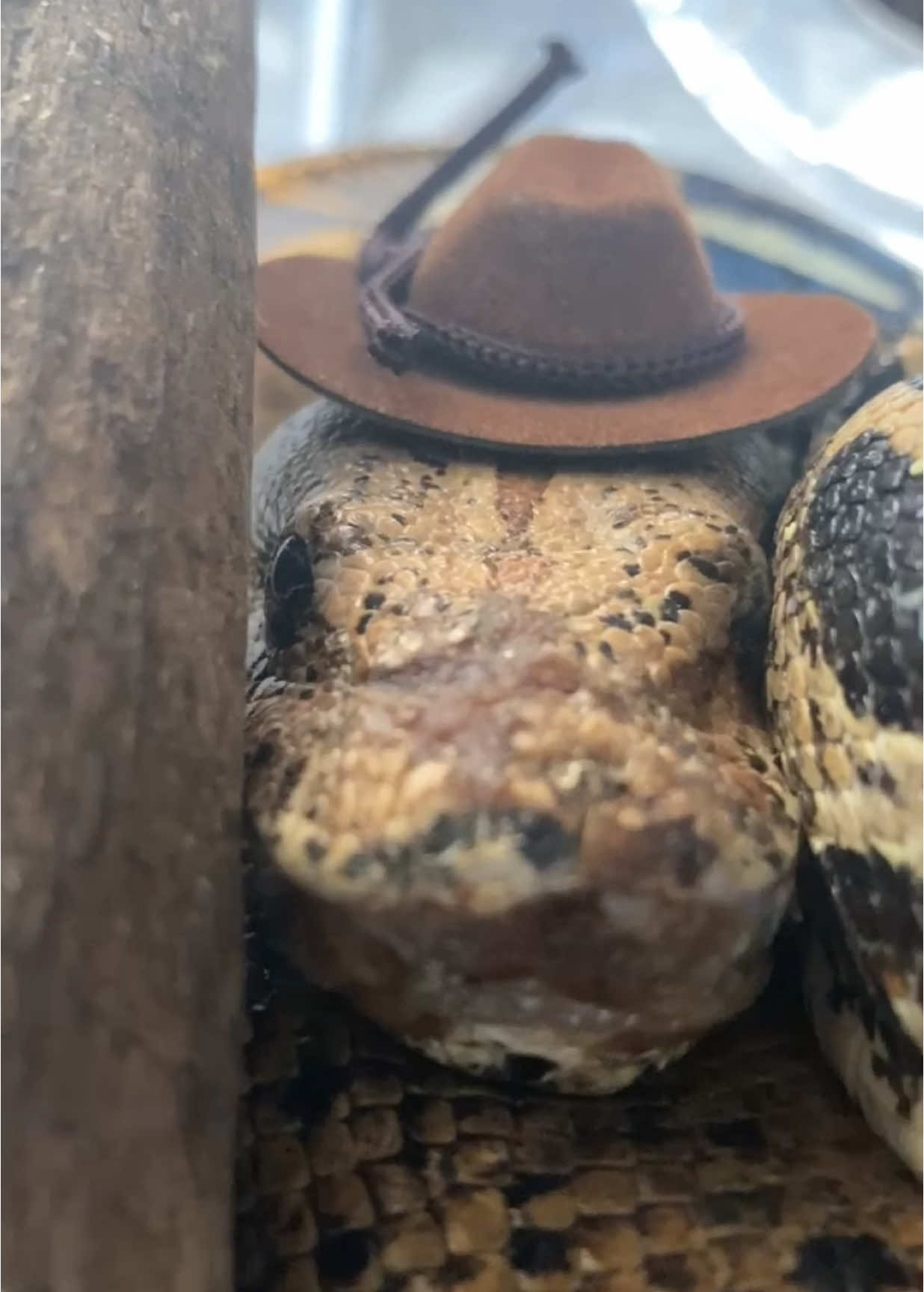 He got his antibiotics after this. Not very rootin nor tootin  Fostered through @asheddingchancerr  Audio by @I.c.e._  #foryoupage #fyp #animal #animals #reptile #pet #pets #snake #boa #rescue 