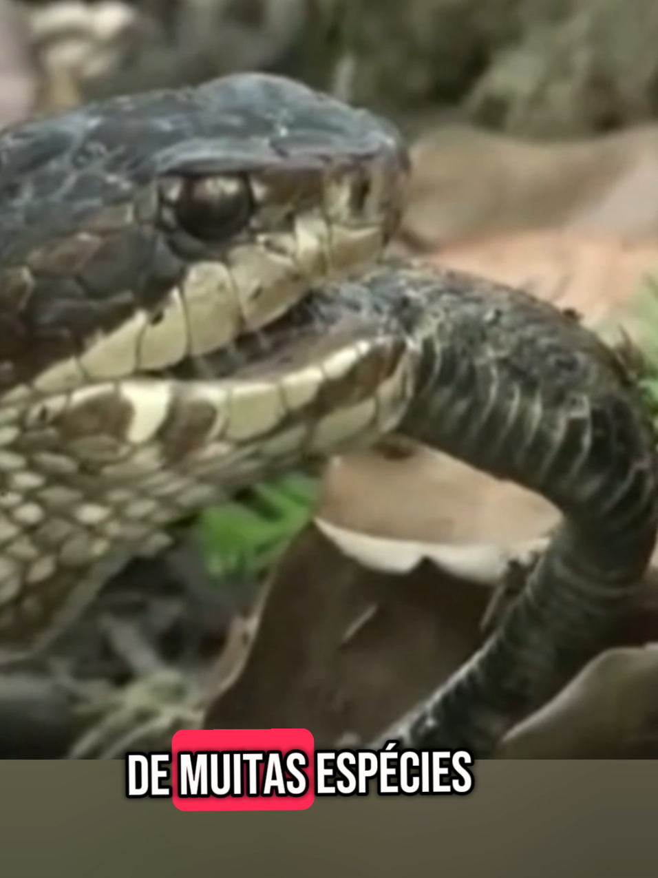 A cobra rei. #animaisnotiktok #cobras #selvagem #feed 