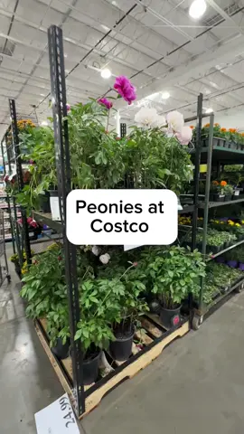 Peonies are back at Costco just in time for Mother’s Day!! I love the multi colored pink peonies it’s my favorite flower!! They also had some magenta and white. These would make the perfect gift at only $24.99.  Send this to someone who would love these and follow along for more new Costco finds.  #costco #costconewdeals #costconew #costcodeals #costcofinds #costcomusthaves #costconewproducts #costcohaul #peonies 