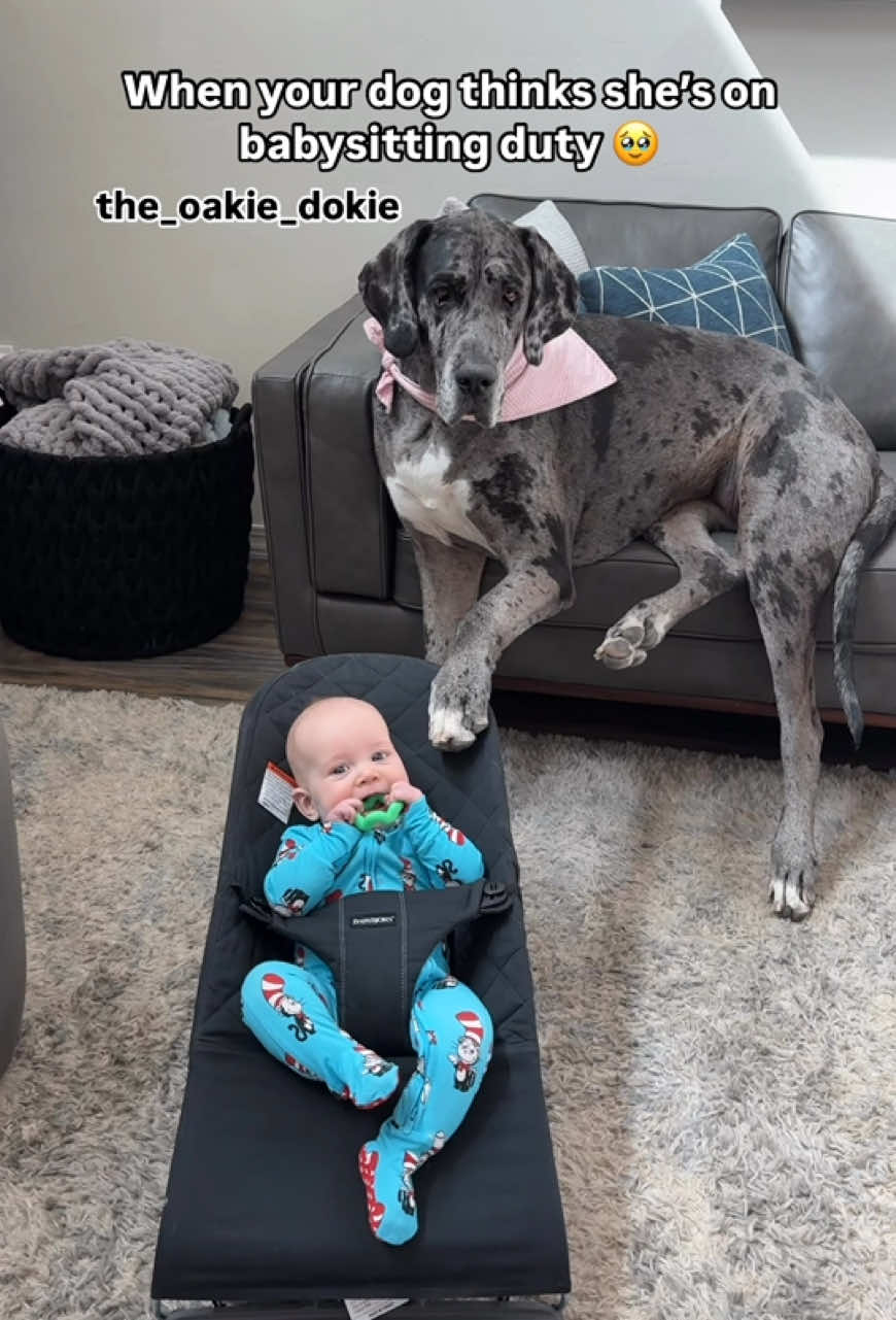 Daffy Doo takes her big sister job very seriously 🥹😂 #babyanddog #gentlegiant #BestFriends  #dogsoftiktok #nannydog #babysitter 