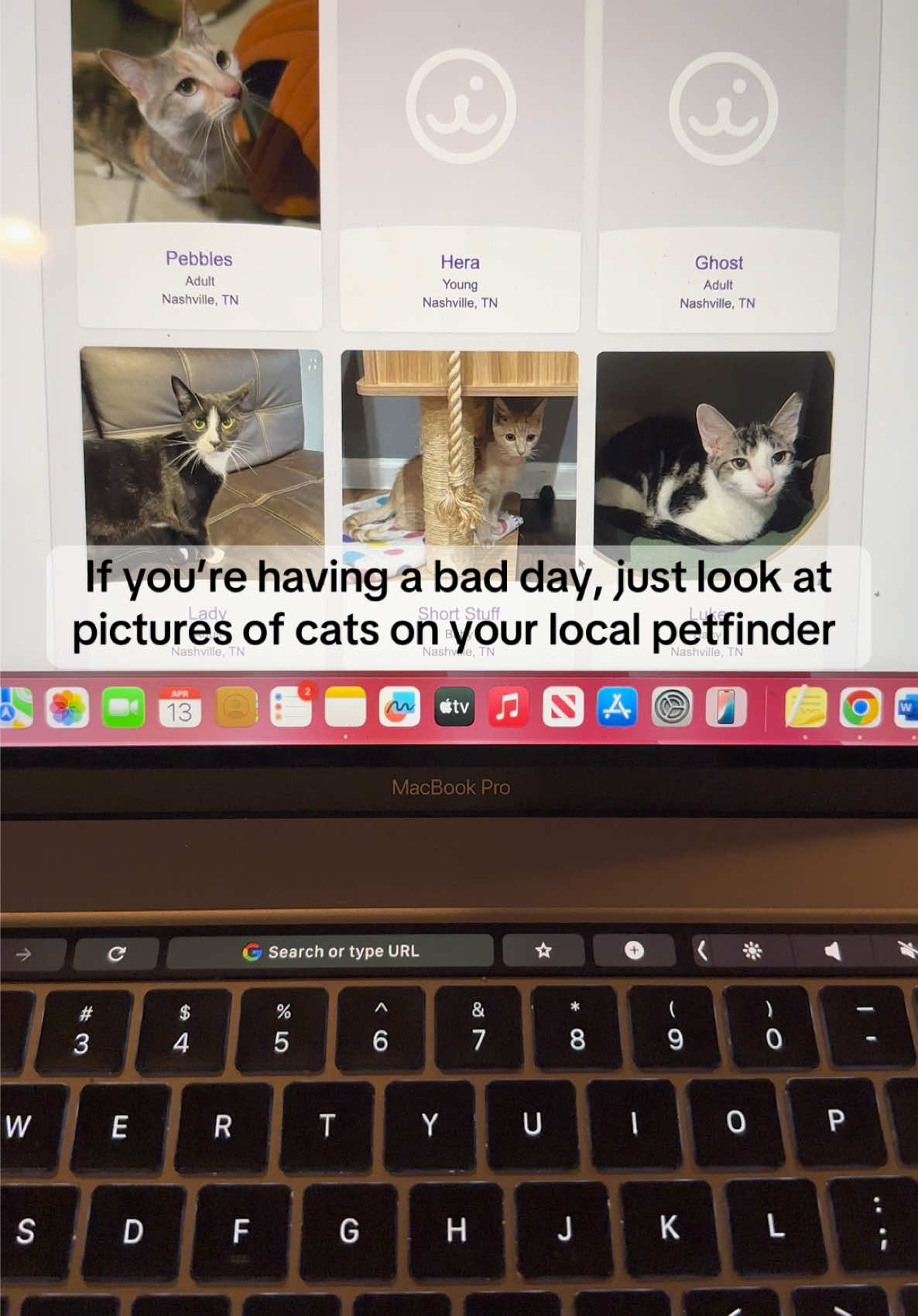 Sorry for the shaky video; I was cackling #catlover #cats #cattok #catsoftiktok #catperson #funnycats #petfinder #badday #ifyourehavingabadday #thingstodo #fyp #creatorsearchinsights #petfindercats #funny #PetsOfTikTok #petparent #catparents #catlife #latenightfinds 