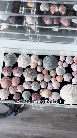 im obsessed wow God popped off with seashells #shells #shell #shelling #cleaningshells #beachcombing #beachcomber #stpete #stpeteflorida #tampa #floridashells #tampaflorida #stpetersburg 