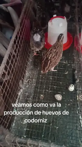 Así 4 meses empecé con este emprendimiento, estoy cerca de aumentar el número de aves por la demanda que tengo.  #fyp #codorniz #emprendimiento #codornices #ecuador🇪🇨 