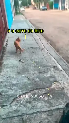 #mundoanimal #animaisengraçados #humor #memes #comedia 