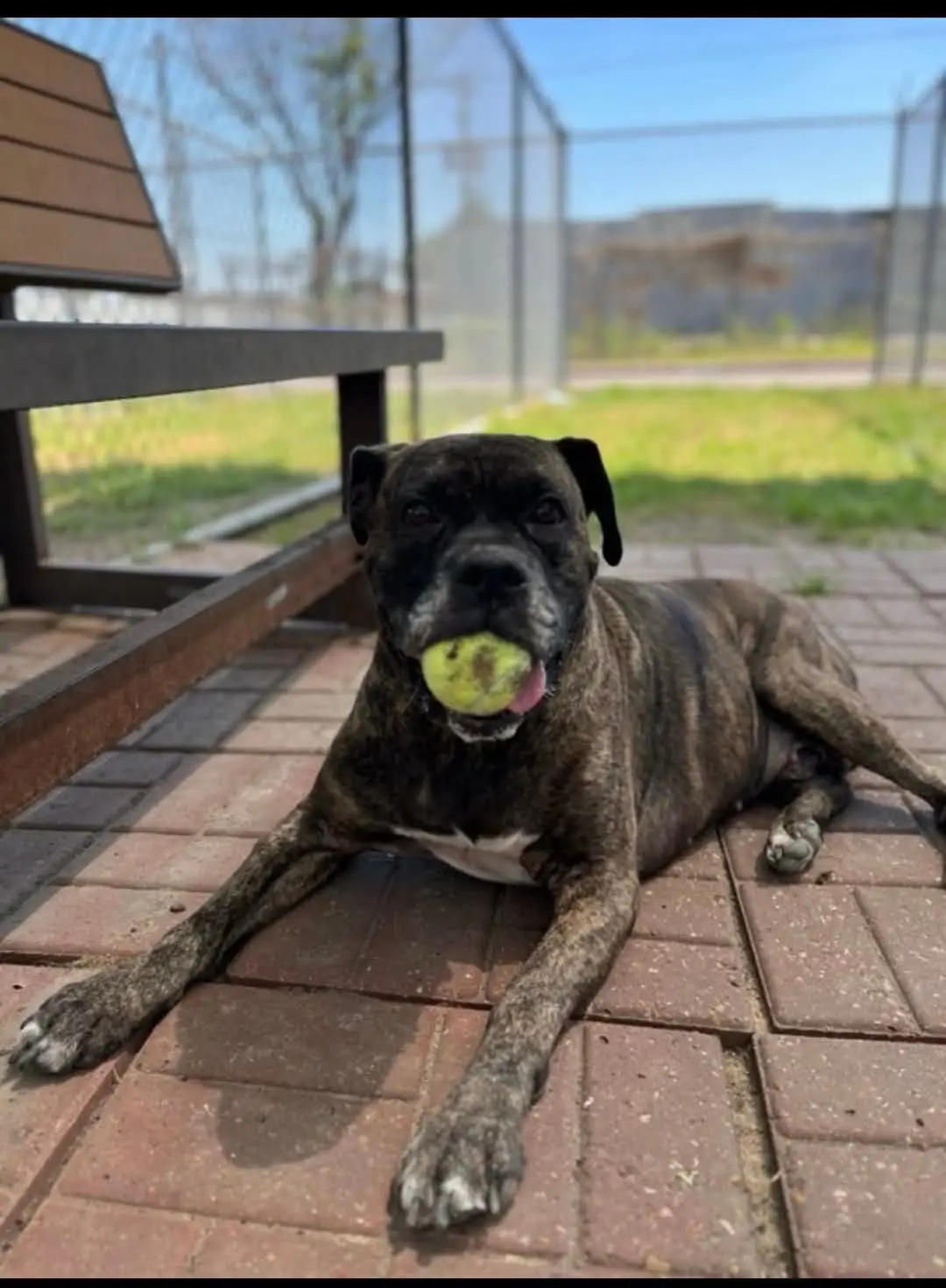 URGENT – Scheduled for Euthanasia on Tuesday, 4/15 ⏰ Edwar needs a confirmed hold by 1PM to be saved from euthanasia. Time is critical. We’re urgently seeking pledges and a foster within the local area to enable rescue assistance. Pledge here: https://forms.gle/ejQefDftgkcxZFmEA Meet Edwar – #A2004951 Intake: 4/6 | Boxer Mix | Male | 5 Years | 76 lbs | Heartworm Negative Volunteer Observations: Edwar stood out as a rare Boxer at the shelter. He eagerly greeted me at his kennel door, leashed up easily, and walked calmly on the leash. He relieved himself immediately and showed great leash manners. He interacted positively with nearby female dogs but was vocal toward a barking male through the fence. No formal temperament test was performed. Edwar knows how to sit and enjoys a good game of fetch—though he’s still learning to return the ball unless treats are involved. He has a classic, charming Boxer personality with a calm energy level suited to his age. Medical Info: A wound on his neck, likely from an injured papilloma-like growth (about 1 inch in diameter). Please note: Pledges should not be fulfilled until a rescue is confirmed and a freedom photo is shared. Questions and concerns are welcome. TO PLACE A HOLD (required in writing): If you are local and interested in fostering or adopting, please contact: barcfoster@houstontx.gov barcadoptions@houstontx.gov BARC.Aid@houstontx.gov Be sure to include Edwar’s ID: #A2004951 Location: BARC Animal Shelter 3200 Carr St, Houston, TX 77026 www.houstontx.gov #fyp #dog #houstontx #texas #Usa #dogs #dogsoftiktok #adoptdontshop 