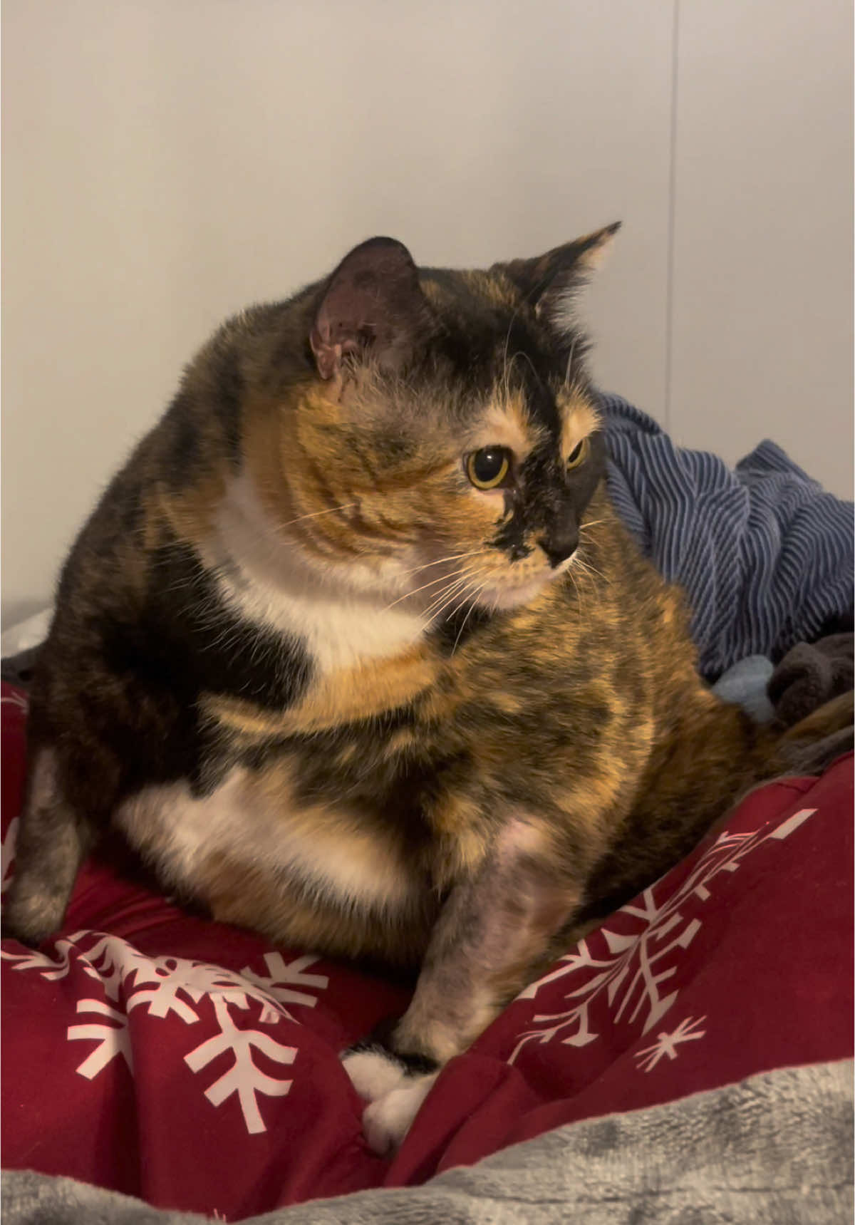 Penguin Bean to bless your Monday today 🐈‍⬛🤍 #fyp #foryoupage #cats #cat #catsoftiktok #cattok #catmom #catlover 