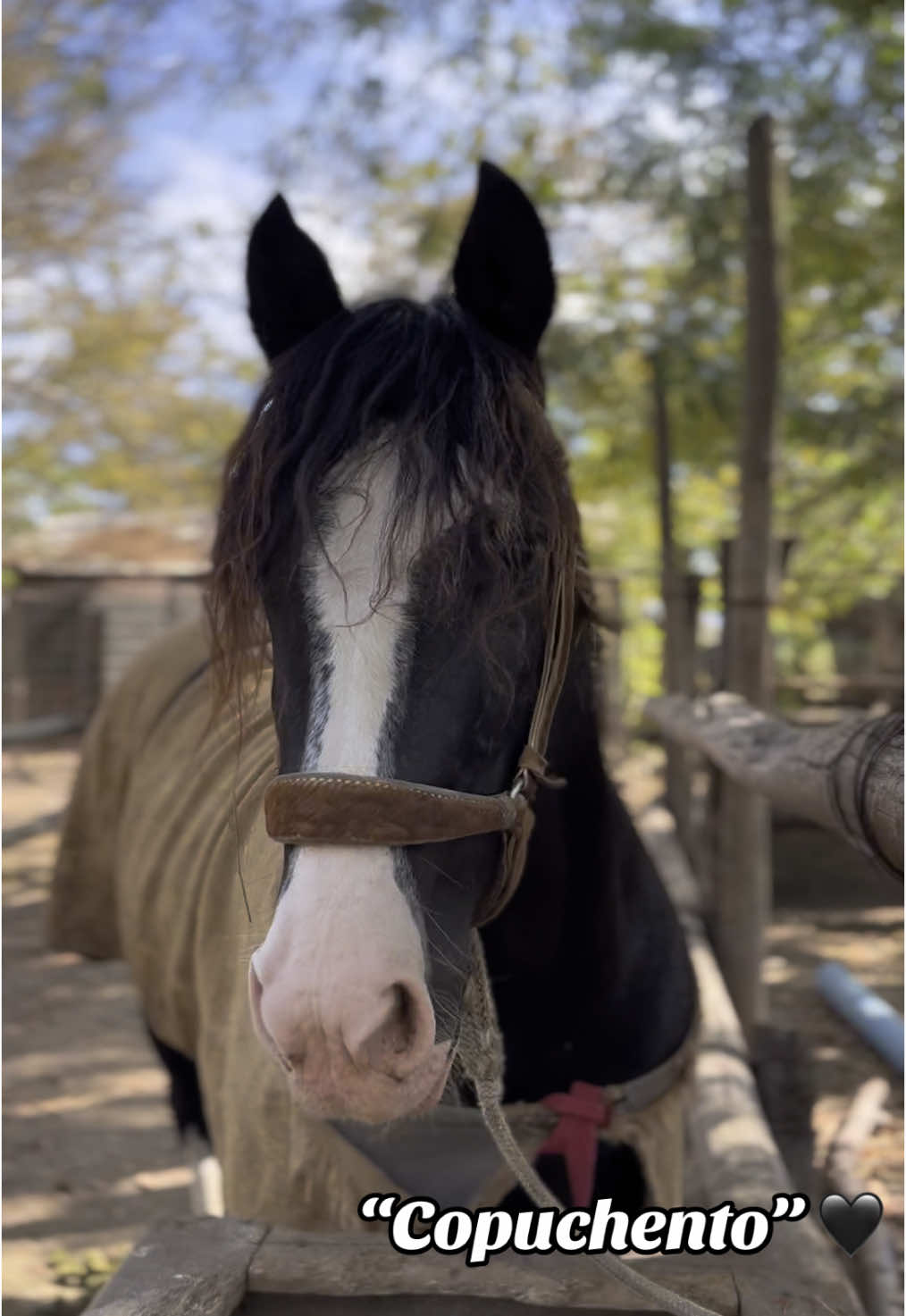 Reñeco “Copuchento” 🖤#championdechile #viral #huaso #chile #caballos 