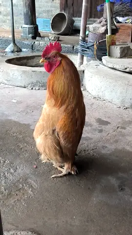 Why is bro standing like that 😵‍💫#fyp #chicken #standing #xyzbca 