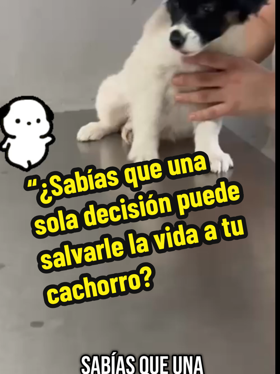 Muchos llegan felices con su nuevo cachorro… y pocos días después están devastados por una decisión mal tomada. No te confíes. No lo saques. No lo vacunes de inmediato. ¡Hazlo bien desde el día uno! #VacunaciónCachorros #ParvovirusCanino #Cuarentena10Días #hospitalveterinariotjvet Tjvet #VeterinarioMexicali #CachorrosSeguros #DrAntonioFrutos #VacunarConCuidado #ProtegeSuVida #CuarentenaConAmor