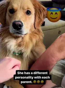 Funny golden retriever #dog #funnyvideos #fyp #funnydog #dogsoftiktok #goldenretriever 
