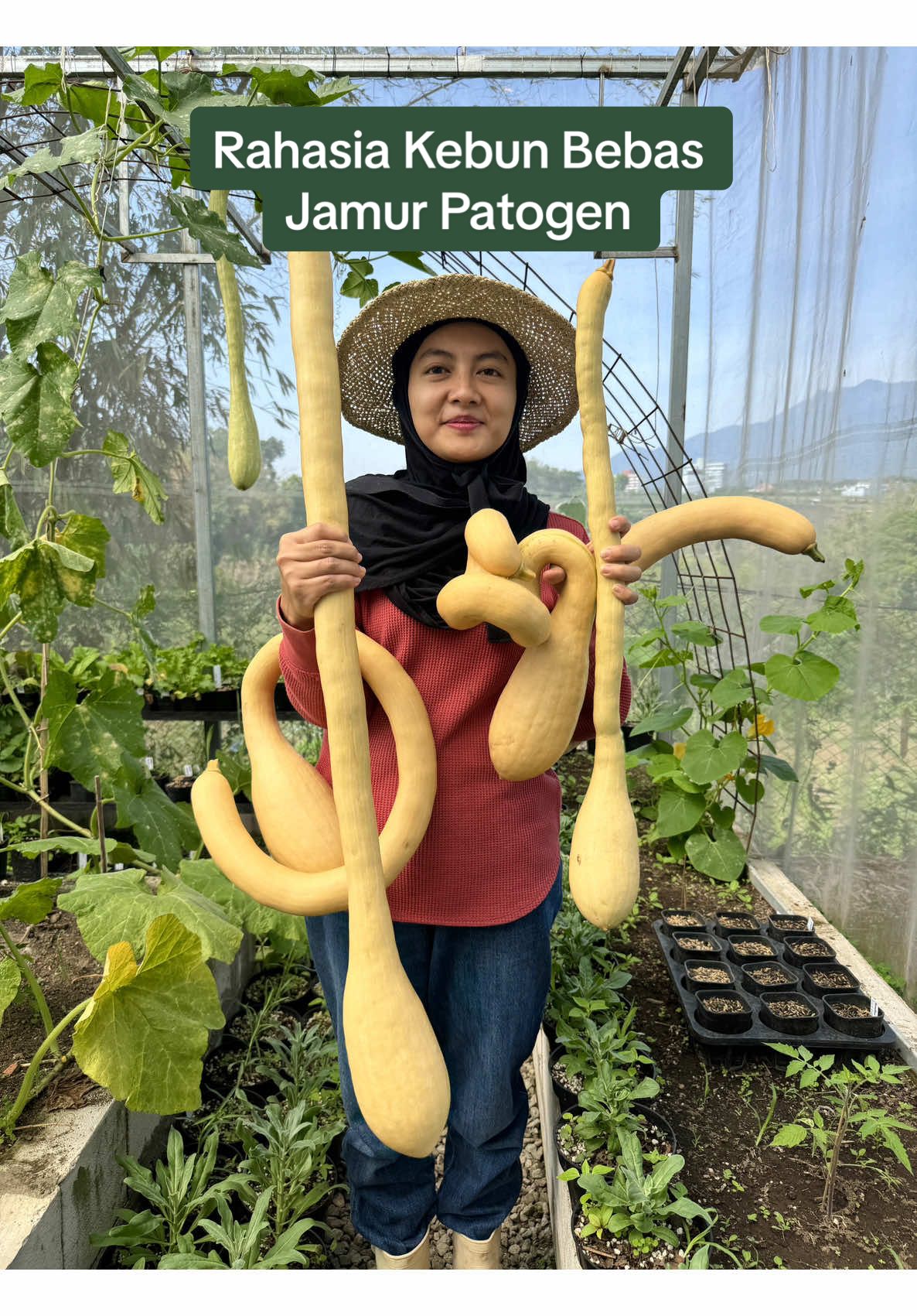 Companion Planting adalah metode menanam  berbagai macam tanaman berdekatan satu sama lain untuk mencegah hama, menarik serangga yang bermanfaat, dan merangsang pertumbuhan. Misalnya Pada tanaman Tomat dan Cabbage Family, tanam berdampingan dengan: - Beans/ Buncis - Chives/ kucai - Mint - Marigold - Onions - Nasturtium - Basil - Sage - Dill dan Fennel Selain itu, pakai perlindungan ekstra untuk mencegah serangan jamur jahat, dengan Trichoriza dari @infarm id. Bisa lawan busuk akar, fusarium, powdery mildew/ embun tepung.  #Trichorizainfarm #pencegahbusukakarinfarm #infarm #infarmid #homegrown #vegetablegarden 