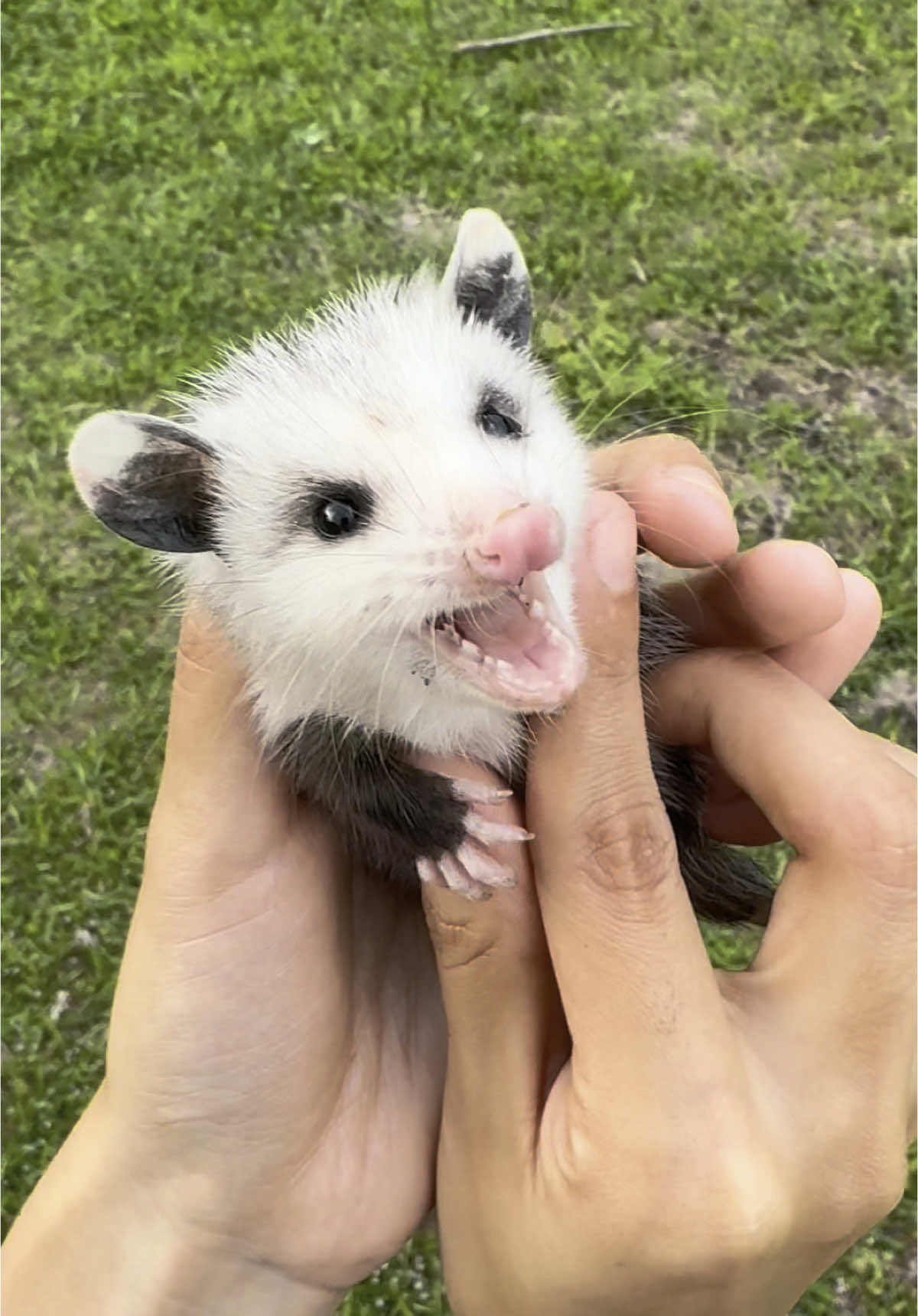 Nothing is  impossumble!💗  Found this baby alone, took it to a rehabilitor! 🫶🏽  Misconception: They have rabies! THEY ACTUALLY DONT. (: 