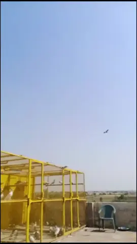 #virlavideo #tiktok #foryou #کبوتربازی #کبوترباز۔بھائیو۔کے۔لیے۔دعا۔کی۔اپیل @Azeem jani @jatt.sab7225 