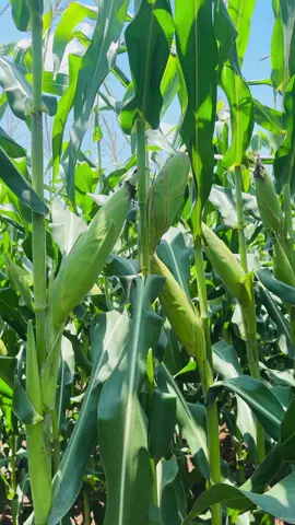 jungung sdh mulai tua #anakpetani #petanijagung  #pertanianjagung#jagung 