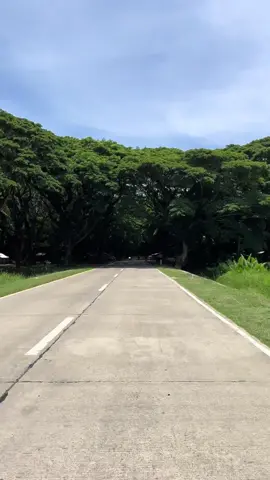 The iconic 1.1 km Acacia Tunnel of Puerto Princesa, palawan. A natural canopy that offers not just shade but a moment of calm. The ultimate pit stop for travelers to rest, snap photos, and take in the beauty of nature.   Acacia, you will never be unloved. #roadtrip #rider #fyp #palawan 