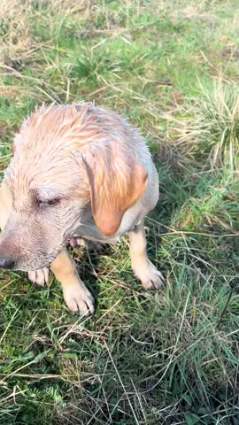 Rips first proper retrieve  #puppies #labradorretriever #chocolatelab #foxredlab #yellowlab #blacklabsquad #training #teampureflax #gundogtrainer  #slingleygundogs #pickingupteam  #instavideo