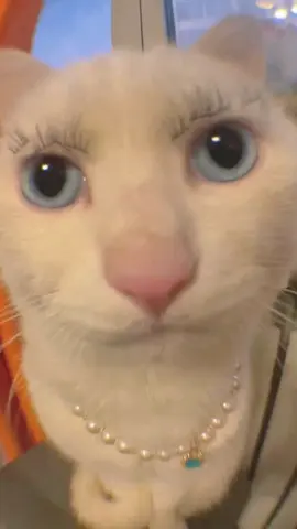 #cat #cute #funny 