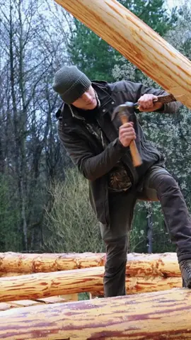 Building  Log roof for my log cabin part 2#build #bushcraft #fyp #outdoor #wildernesscrafters #shelter