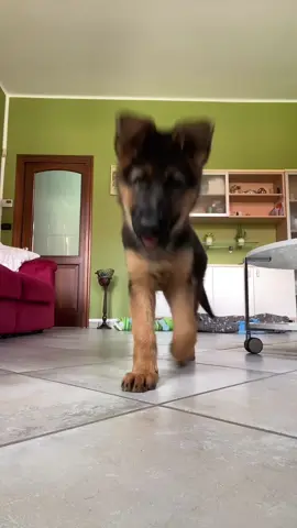 #germanshepherd #puppy #dog #foryou #pastoretedesco 