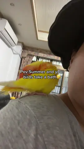 Only birds owner know what i mean😂#PetsOfTikTok #birds #pet #fyp #lovebirds 
