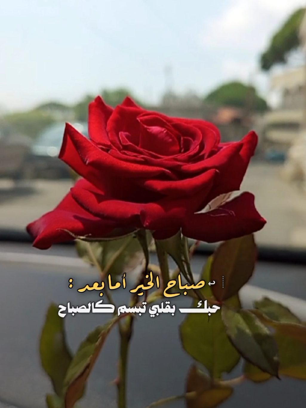 #حبك_بقلبي_تبسم_كالصباح #منشن #اكسبلور #تبسم #الصباح #سلطان_البريكي #شيلات #حركة_إكسبلور #مشاهدات #tiktok #تصويري #lavendr81 #viral #flower #beautiful #amazing #roses #CapCut 