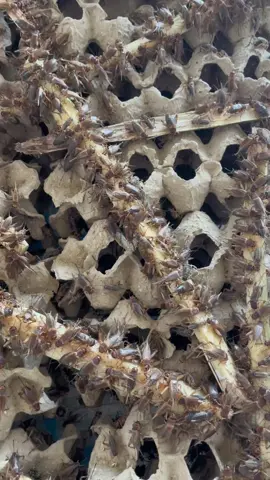 Hãy bắt đầu mô hình nuôi dế bằng cách này