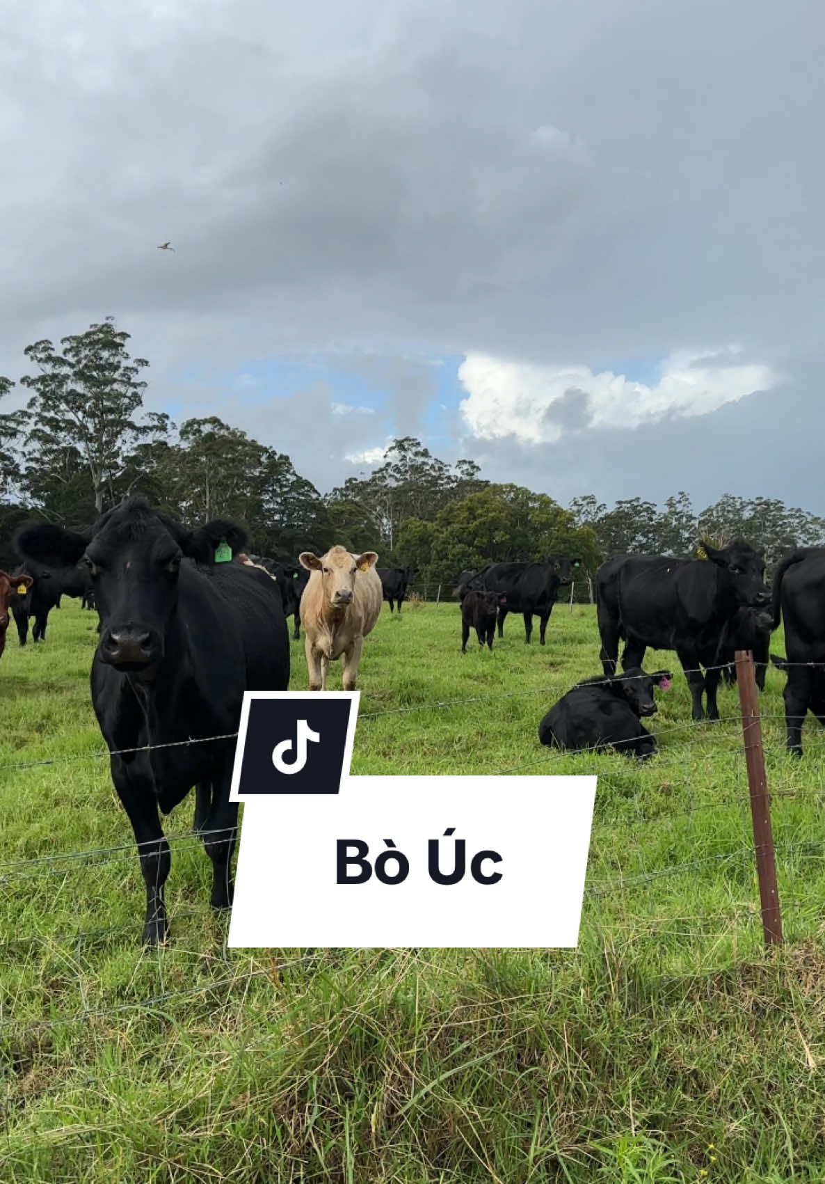 Bò Úc cũng giống bò Việt Nam mà sao nó đắt hơn nhỉ? #462 #australia #úc