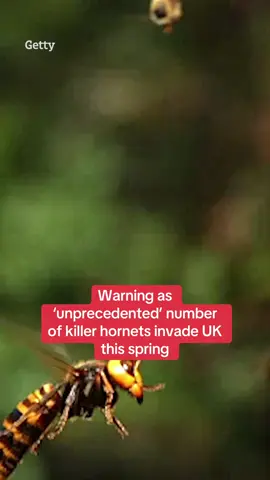 Click on the link to read the full article. Warning as ‘unprecedented’ number of killer Asian hornets invade Britain this spring – steps to take if you get stung. #hornets #springwarning #ukweather 
