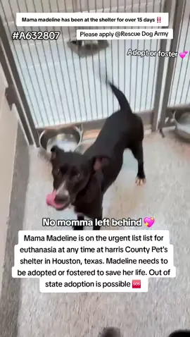 📣🚨🚨URGENT 🚨🚨📣 NO MAMA LIFE BEHIND 💖 Mama Madeline is on the urgent list for euthanasia ☠️ at any time 🕐 at harris County Pet's shelter in Houston texas. Madeline needs to be adopted or fostered to save her life 🙏 Madeline has been at the shelter for over 15 days ‼️  please consider fostering if you are unable to adopt it would save Madeline life 🙏 💖🙏💖🙏 Name. Mama Madeline  ID #A632807  Co kenneled.  If you can foster/adopt please apply @Rescue Dog Army application in Bio ASAP ‼️  OUT OF STATE ADOPTION IS POSSIBLE.  Address  Harris County Pet's shelter.  612 Canino Rd in Houston texas.  #adopt #rescue #foster #resuedogarmy #savealife #harriscountypets #euthlist #FYP #dogsoftiktok #urgentshelterd #doggo #fosteringsaveslives #houston #texas #help #urgent #hero 