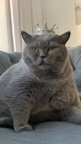 #funnycat #catbaks #fatcat #приколикотики🐈‍⬛ 