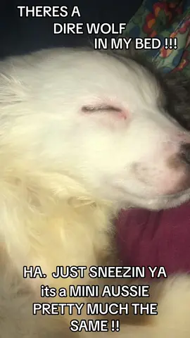 #direwolves #animals #miniaussiesoftiktok #miniaussies #dogs #dogs of tiktok #fyp #foryou.  MINI AUSSIES ARE MINI WOLVES. 