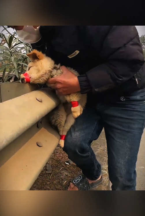 Rescue a puppy #rescueanimals #animals #rescue #puppy #rescuedog #dogsoftiktok 