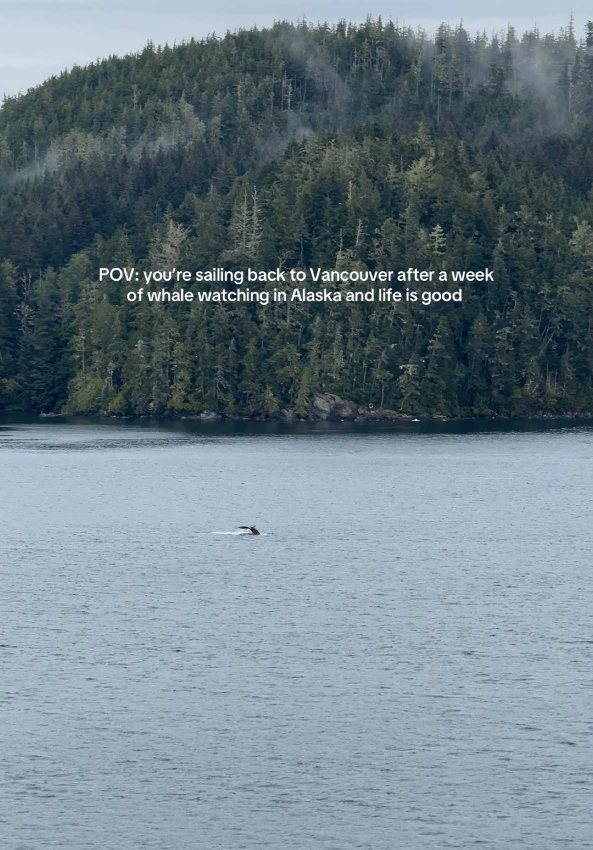 Alaska cruises >>>  @Celebrity Cruises  #alaska #canada #vancouver #britishcolumbia #celebritycruises #cruise #alaskacruise #whale #whalewatching #mountains #nature #wildlife #travel #traveltiktok #cruisetok 