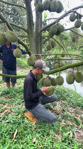 Durain musaking #vietnam #63tiengiang # #durian #xuhuongtiktok 