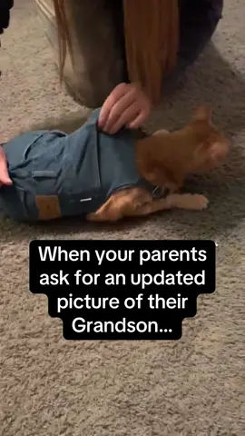 I’m sure it wasn’t what they were expecting.  Phil nailed the overalls 😂. Help him get to 10k! #cattok #orangecatbehavior #phil #catsoftiktok #fyp #orangecat #tiktok #overalls #pictures #pic #photography #photo