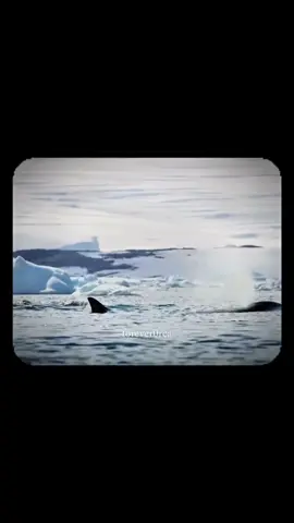 The most talented apex predator  . #forever0rca#foreverork1d#orca#killerwhale#orcinusorca#orcawhales#orcalovers#orcaedits#edit#viral#fyp#plsfyp#plsviral#blowthisup#plsblowup#unique#cool#interesant#beautiful