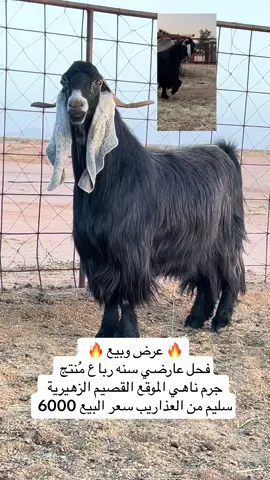 #عبيد_البدراني #حلال#ماعز#صنف#عارضي