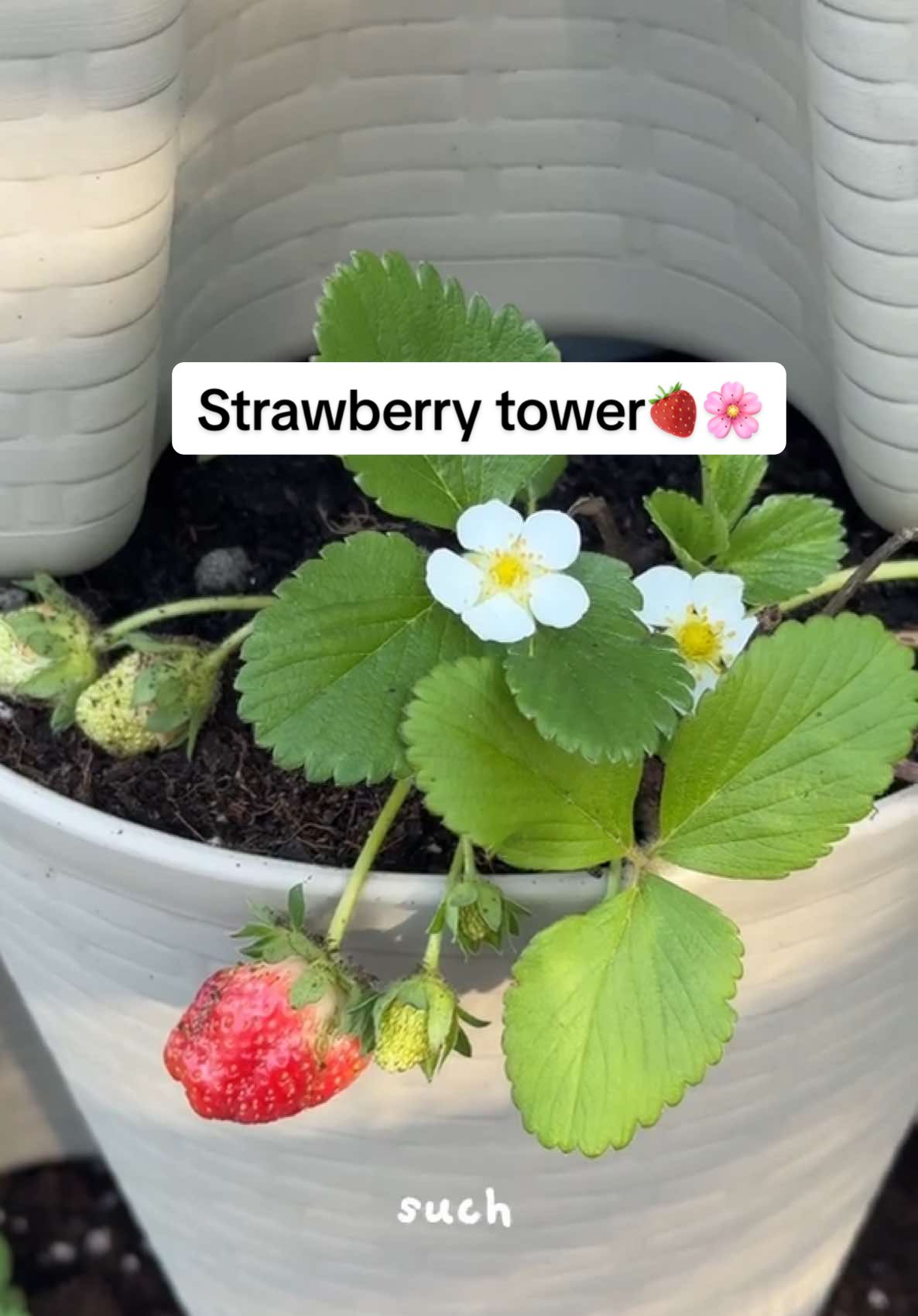 I’m obsessed🍓🌸 #greenstalk #strawberries #gardening #gardenproject 