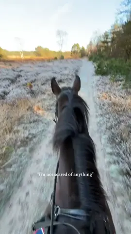 ❤️‍🩹❤️‍🩹  #fy #fyp #showjumping #jumpinghorse #horses #horse #bayhorse #equestrian #sporthorse #pony #dressage #dressagehorse 