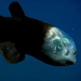 Pez ojo de barril El pez ojo de barril, Macropinna microstoma, tiene ojos extremadamente sensibles a la luz que pueden girar dentro de un escudo transparente lleno de líquido en su cabeza. Los ojos tubulares del pez están cubiertos por lentes de color verde brillante Aquí, los ojos apuntan hacia arriba en busca de comida. Los dos puntos sobre la boca del pez barril (donde esperaríamos ver ojos en un pez) son en realidad órganos olfativos llamados narinas, que son similares a las fosas nasales humanas. #curiosidades #interesante #miedo #profundidades #fondodelmar #pez #raro 