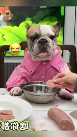 @My Petsie @My Petsie @Adam.elea1 @Adam.elea1 @My Petsie Store @🐾Petsy Paws 🐾  When the Dog’s Not in the Mood… and the Cats Know It! #M#MyPetsie___________________________________________ Explore the Link in Our Bio for More Best Pets Toys & Supplies! 🛒🛍️  ___________________________________________ Follow @my.petsie  For More Daily Videos 🔥❤️ ___________________________________________ POV: You try to prank your dog during dinner, but he ain’t having it! Watch how the cats just sit back and enjoy the show like it’s movie night. ___________________________________________ Plz Dm for credit & removal 💬 ___________________________________________ Our social Media : 👇(contact on us Instagram    @my.petsie & @my.petsie1 & @mypetsie1 ___________________________________________ #P#PrankGoneWrongA#AngryDogF#FunnyPetsF#FunnyCatsC#CatMemeD#DogMemeC#CatComedyD#DogComedyU#UsaA#AmericaU#UnitedStatesE#ExploreV#ViralF#ForYouP#PetPranksD#DogReactionC#CatWatchingP#PetComedyA#AnimalReactionsD#DogThrowingPlateD#DinnerDramaV#ViralPetsC#CatVsDogR#ReelComedyF#FunnyReelsM#MyPetsie 