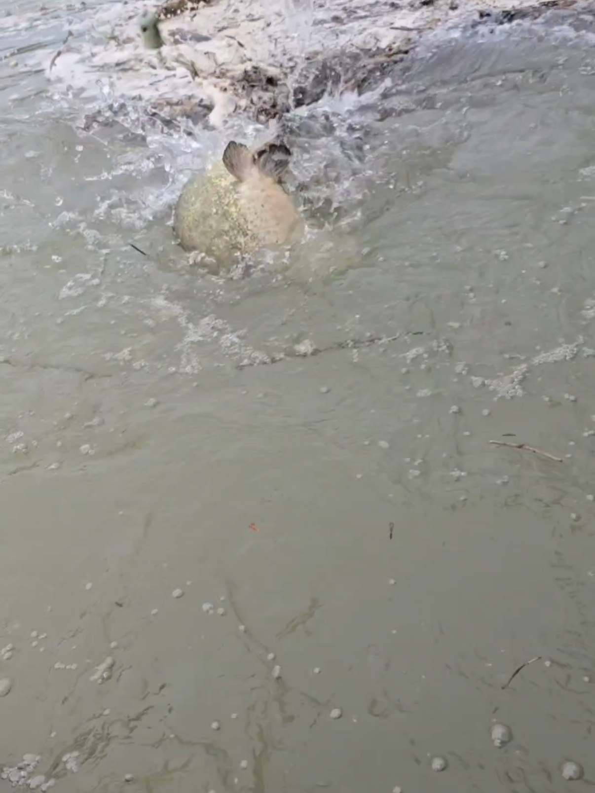 #fishing #pesca #wedcarstvo #catfish #siluro #sum #monsterfish #riverfishing #bigfish 