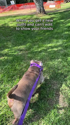 Just out here looking like Barney @BullyBillows #dogs #collars #puppy #dog #americanbully #funnydog #dogsoftiktok 