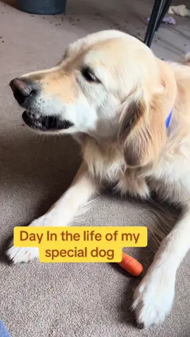 Ziggy makes my life so much better #autismawareness #autismacceptance #feedingtubeawareness #potssyndrome #chronicillnesswarrior 